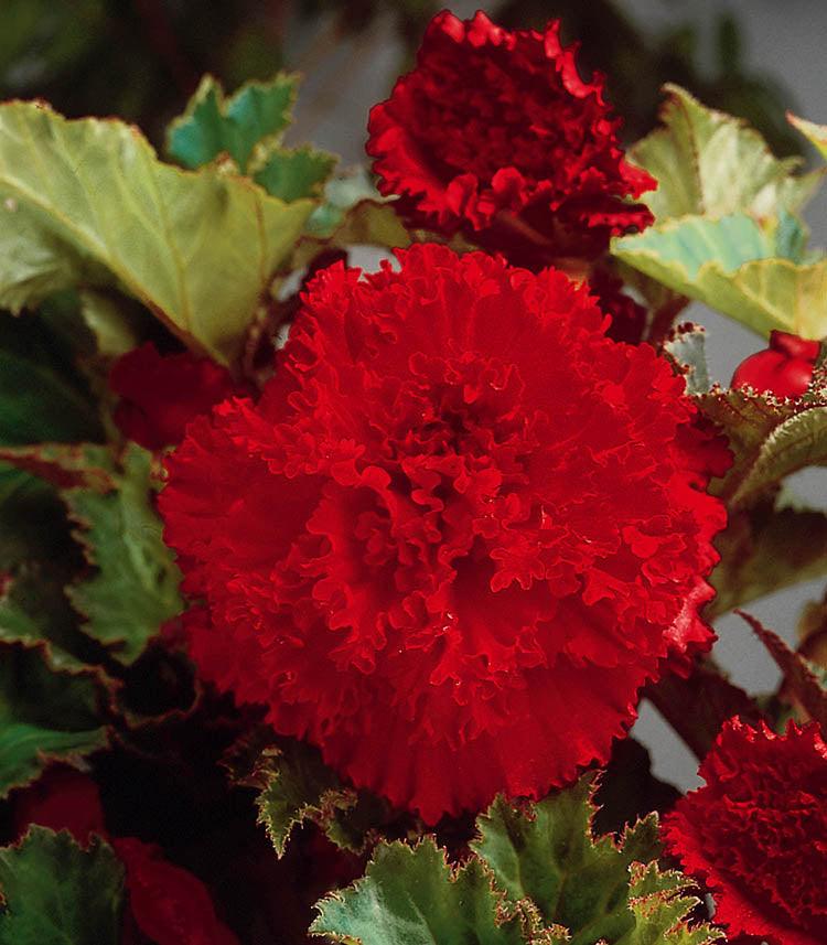 Begonia Bulb - Fimbriata Red 6/up, 1/Pkg