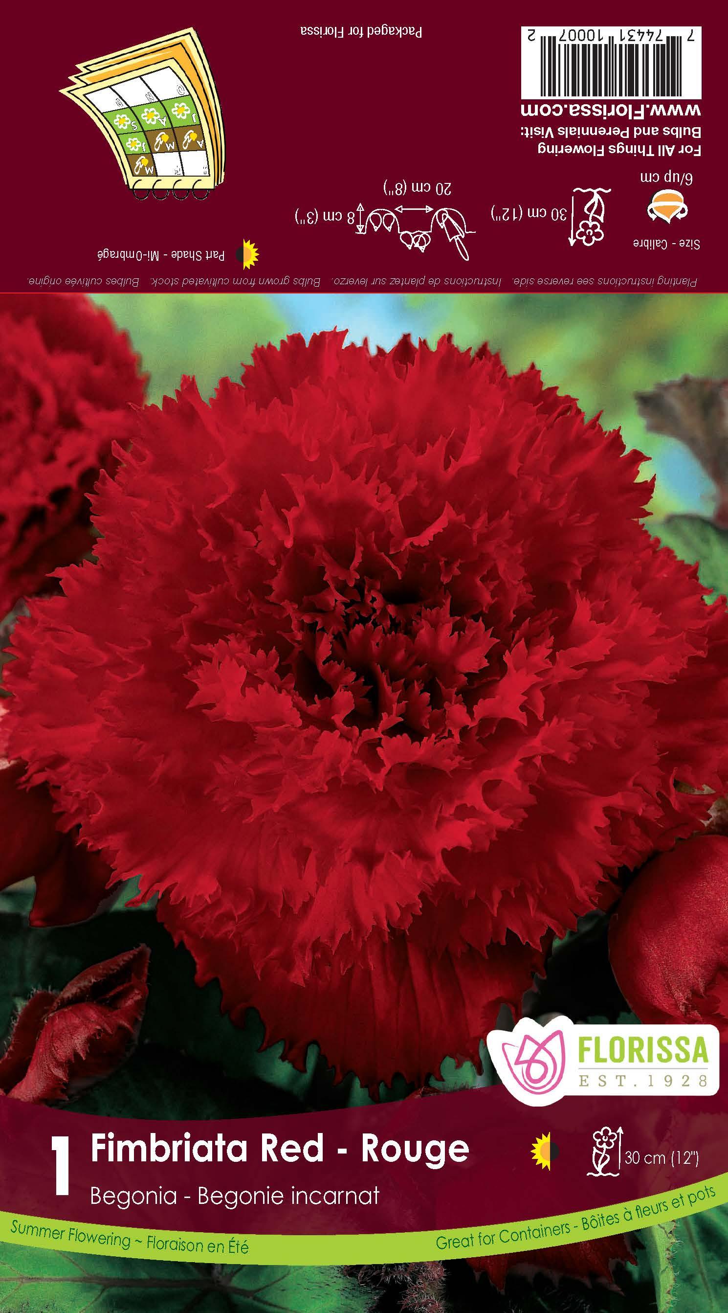 Begonia Bulb - Fimbriata Red 6/up, 1/Pkg