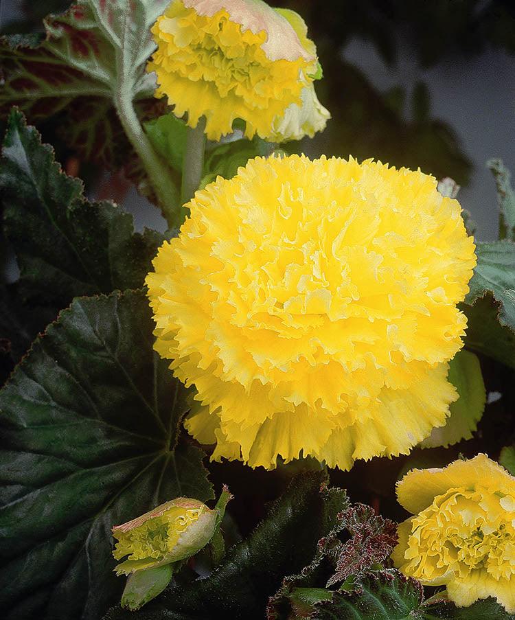 Begonia Bulb - Fimbriata Yellow 6/up, 1/Pkg