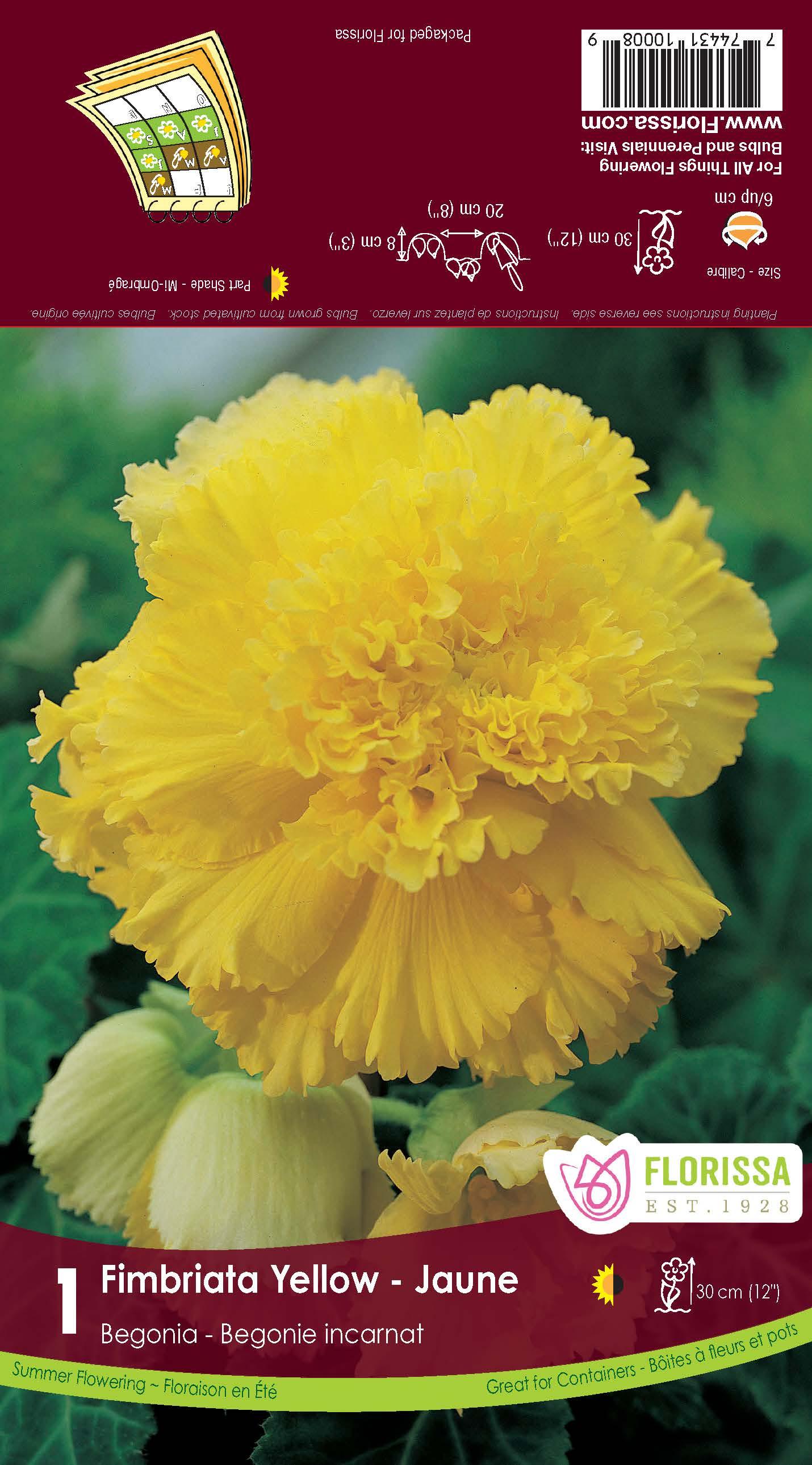 Begonia Bulb - Fimbriata Yellow 6/up, 1/Pkg