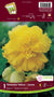 Begonia Bulb - Fimbriata Yellow 6/up, 1/Pkg