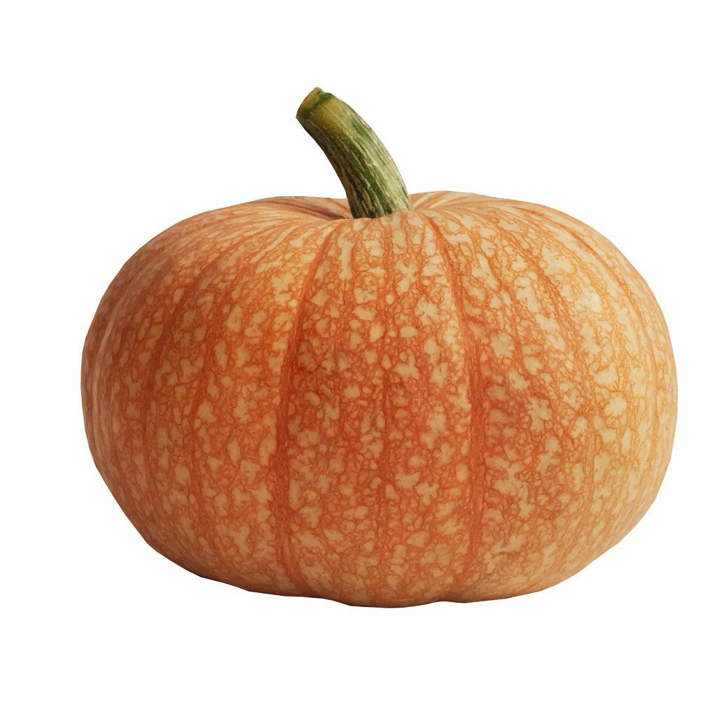 Pumpkin Specialty - Large