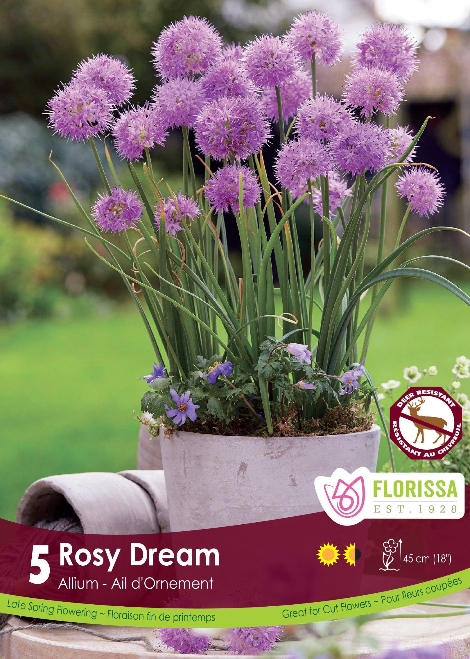 Allium Rosy Dream 5/Pkg
