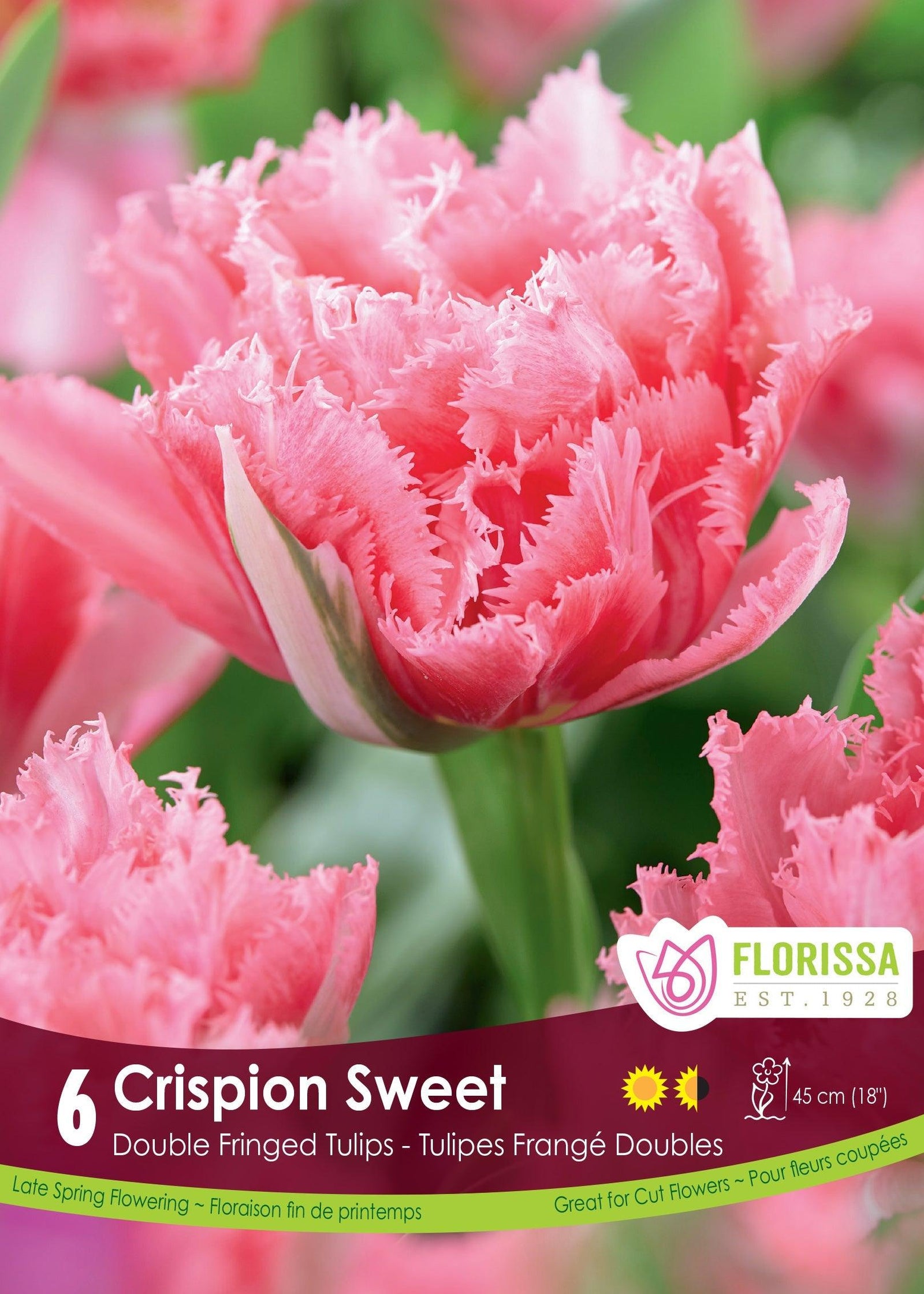 Tulip Double Fringed Crispion Sweet 6/Pkg