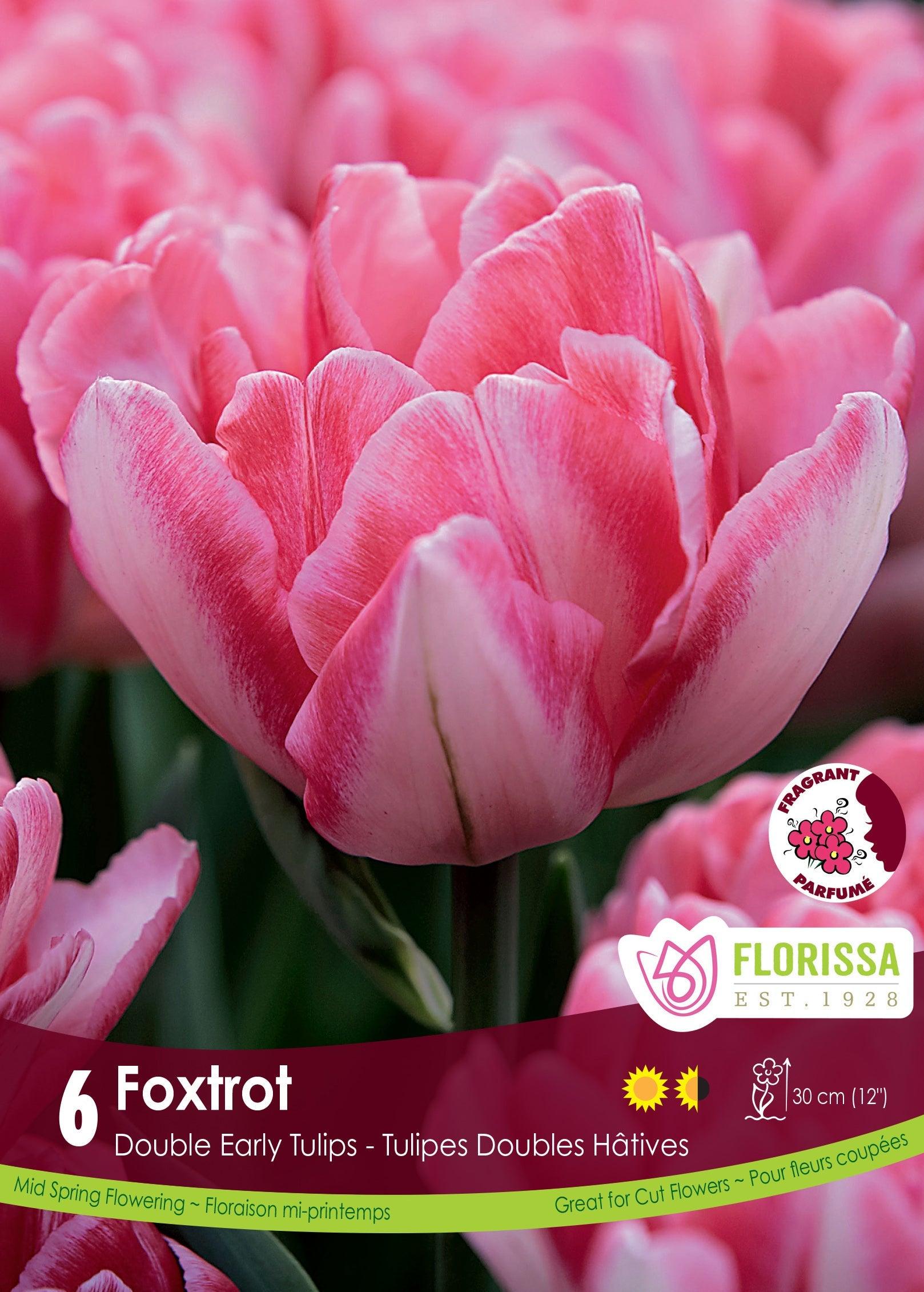 Tulip Foxtrot 6/Pkg