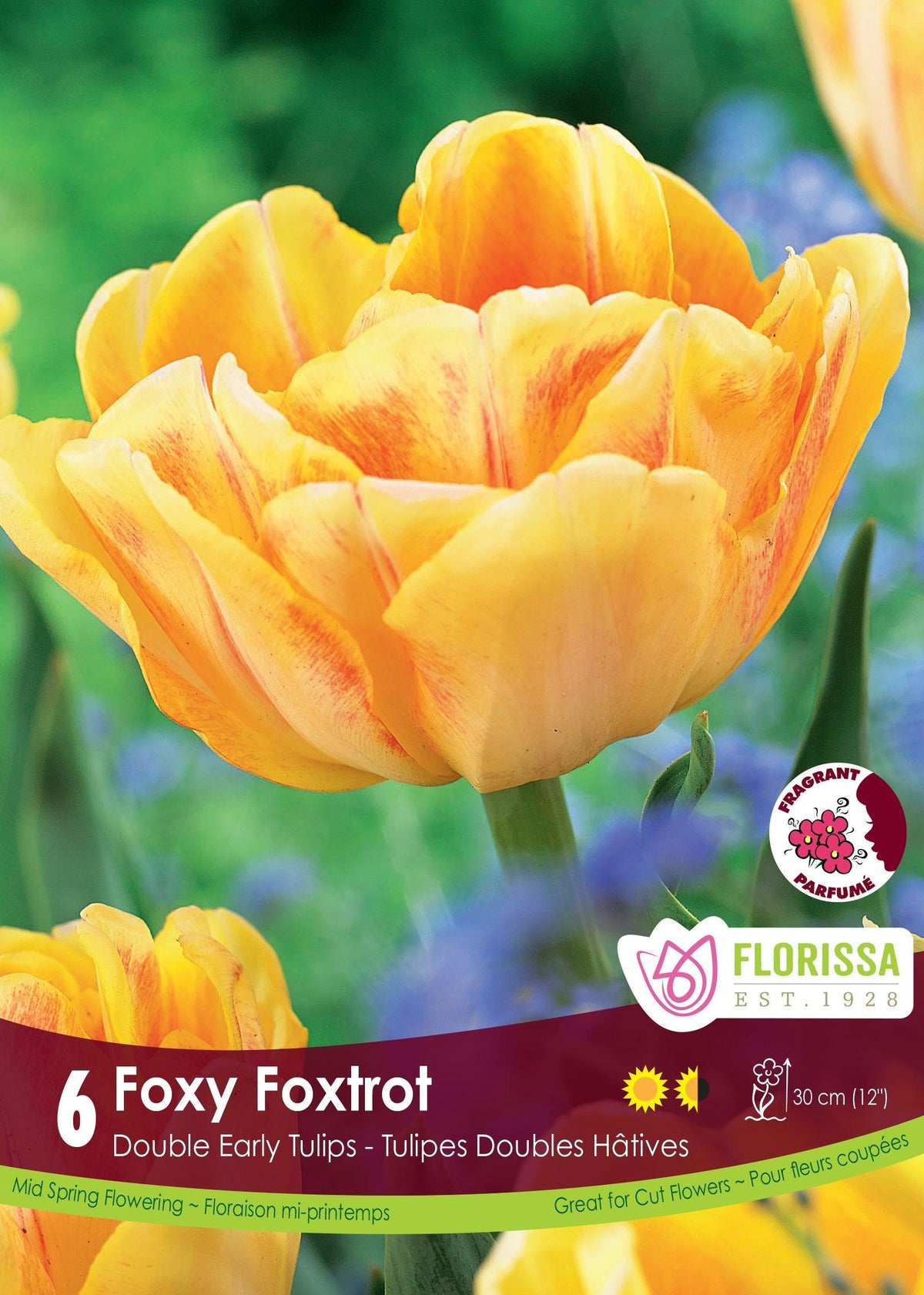 Tulip Foxy Foxtrot 6/Pkg