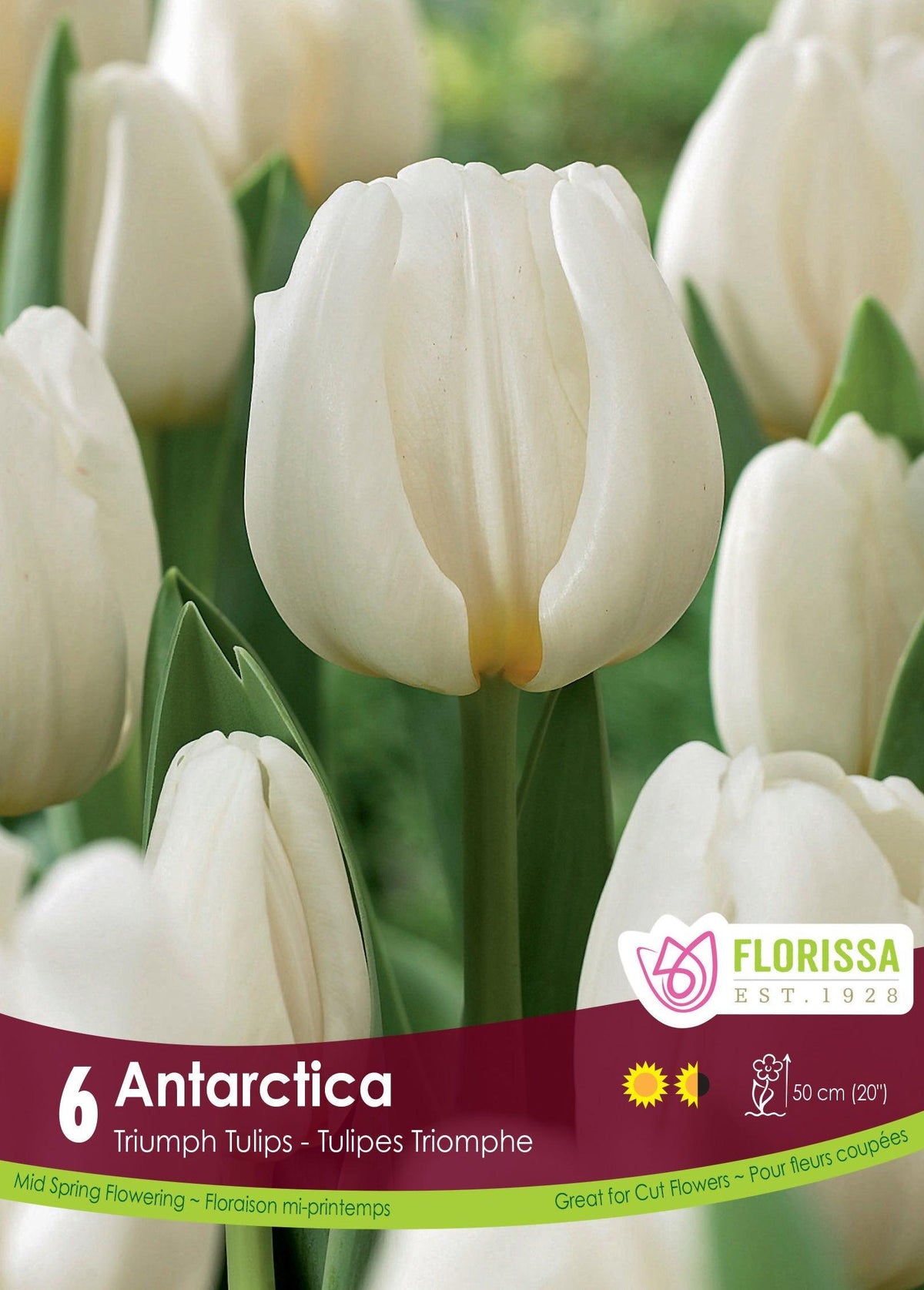 Tulip Antarctica 6/Pkg