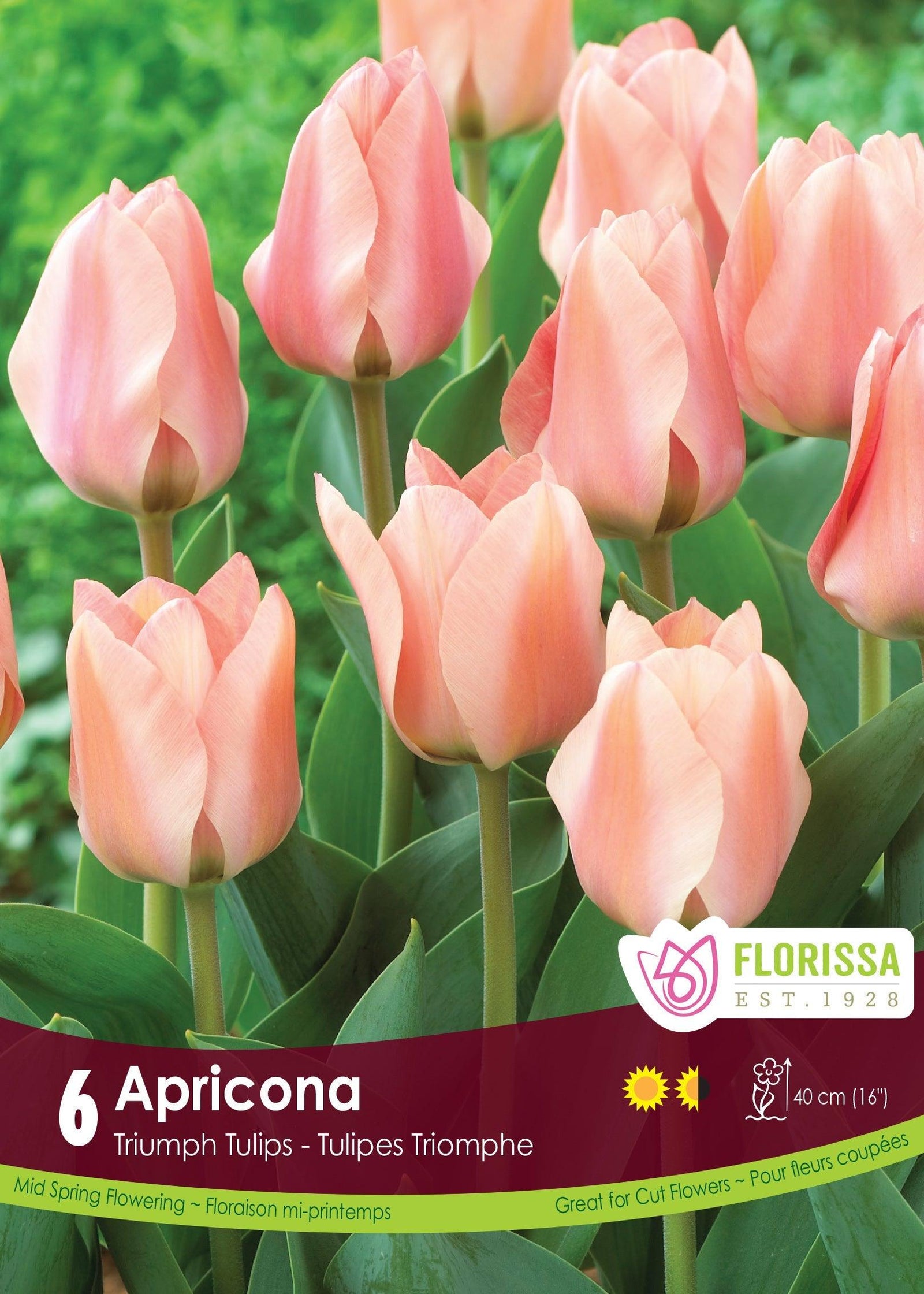 Tulip Apricona 6/Pkg