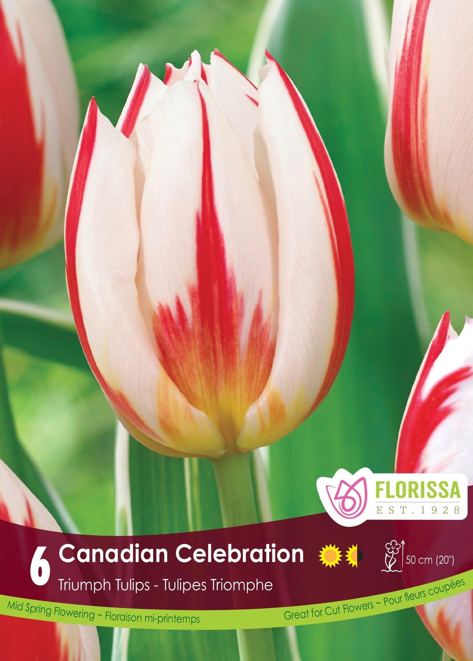 Tulip Canadian Celebration Happy Gen 6/Pkg