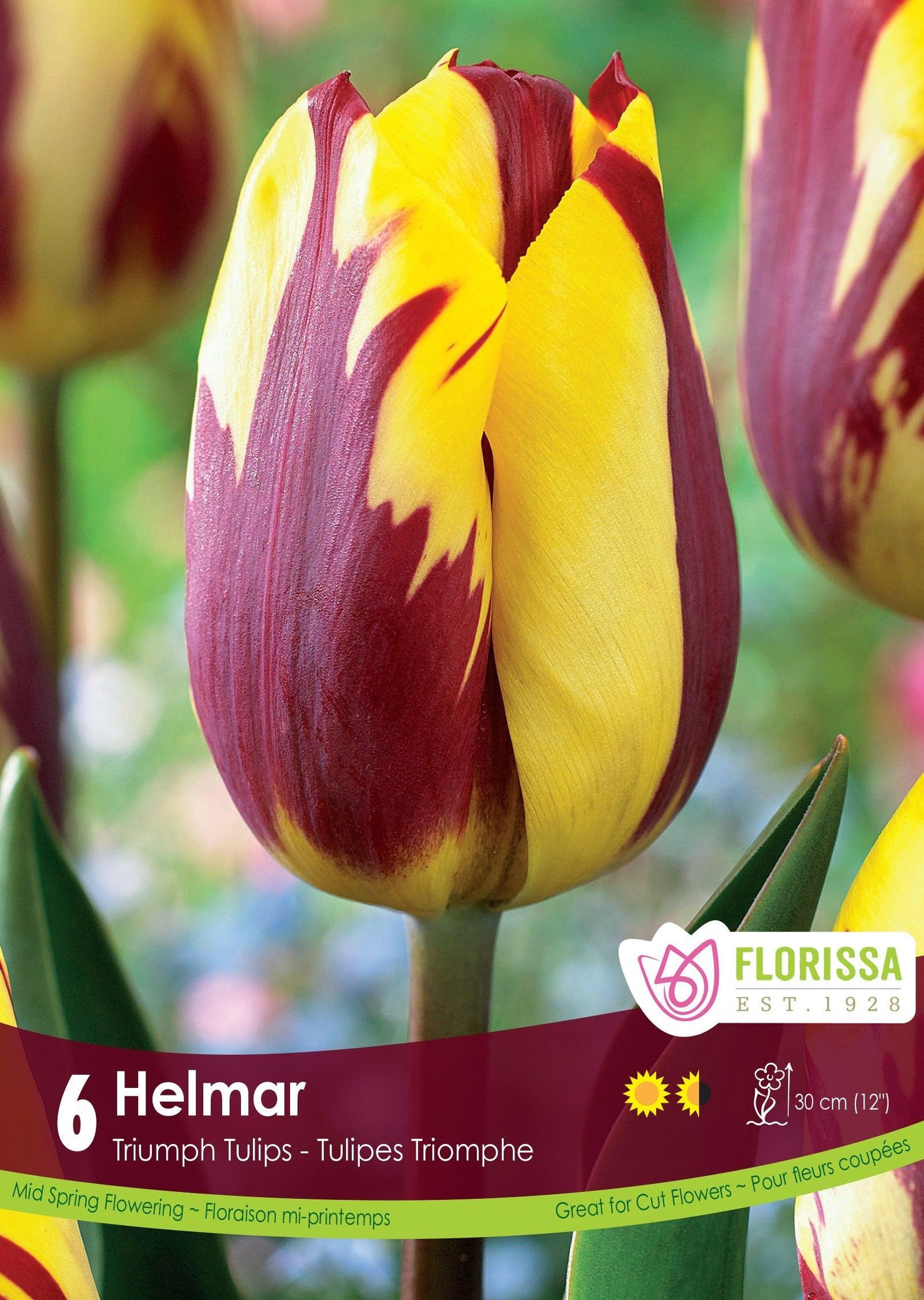 Tulip Helmar 6/Pkg