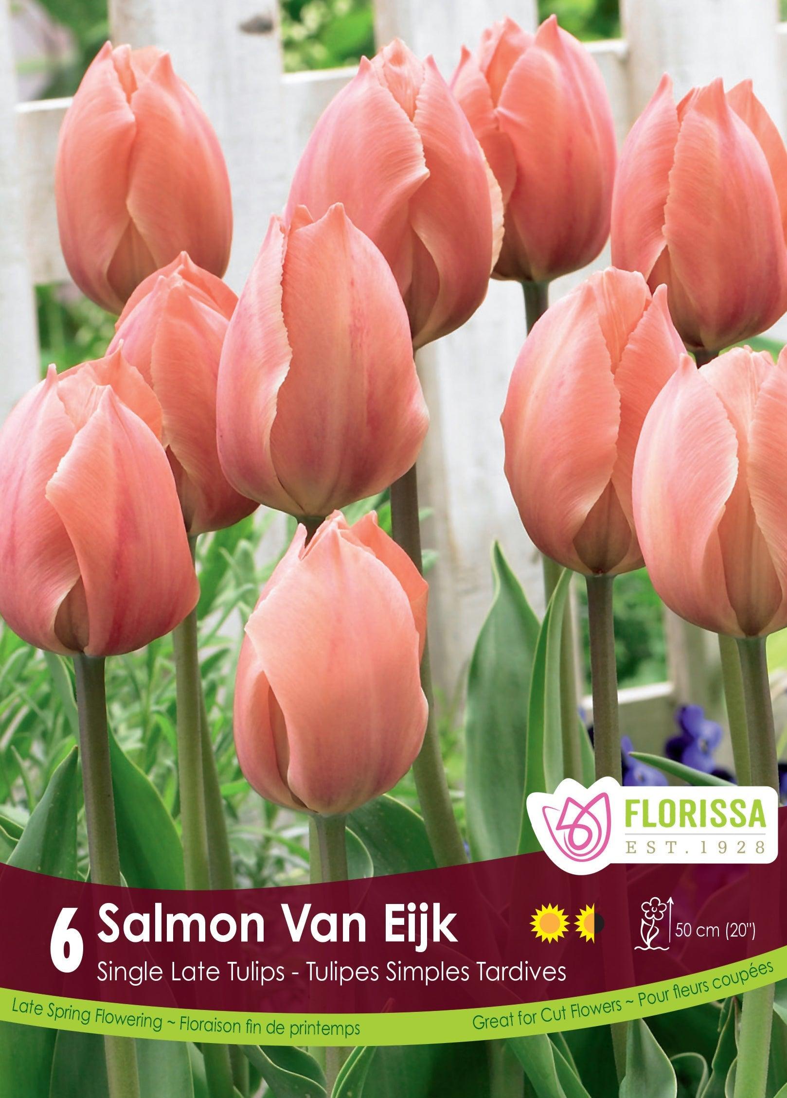 Tulip Salmon Van Eijk 6/Pkg