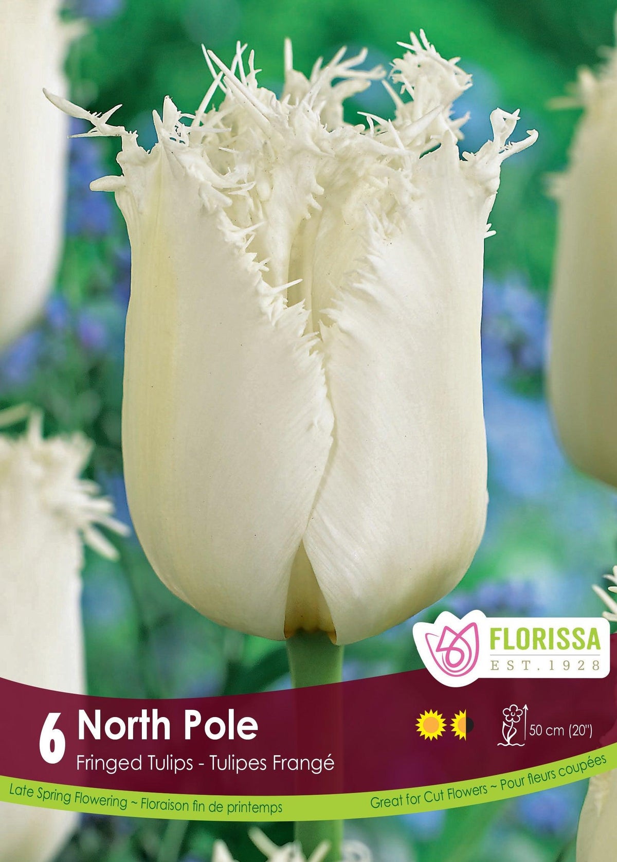 Tulip North Pole 6/Pkg