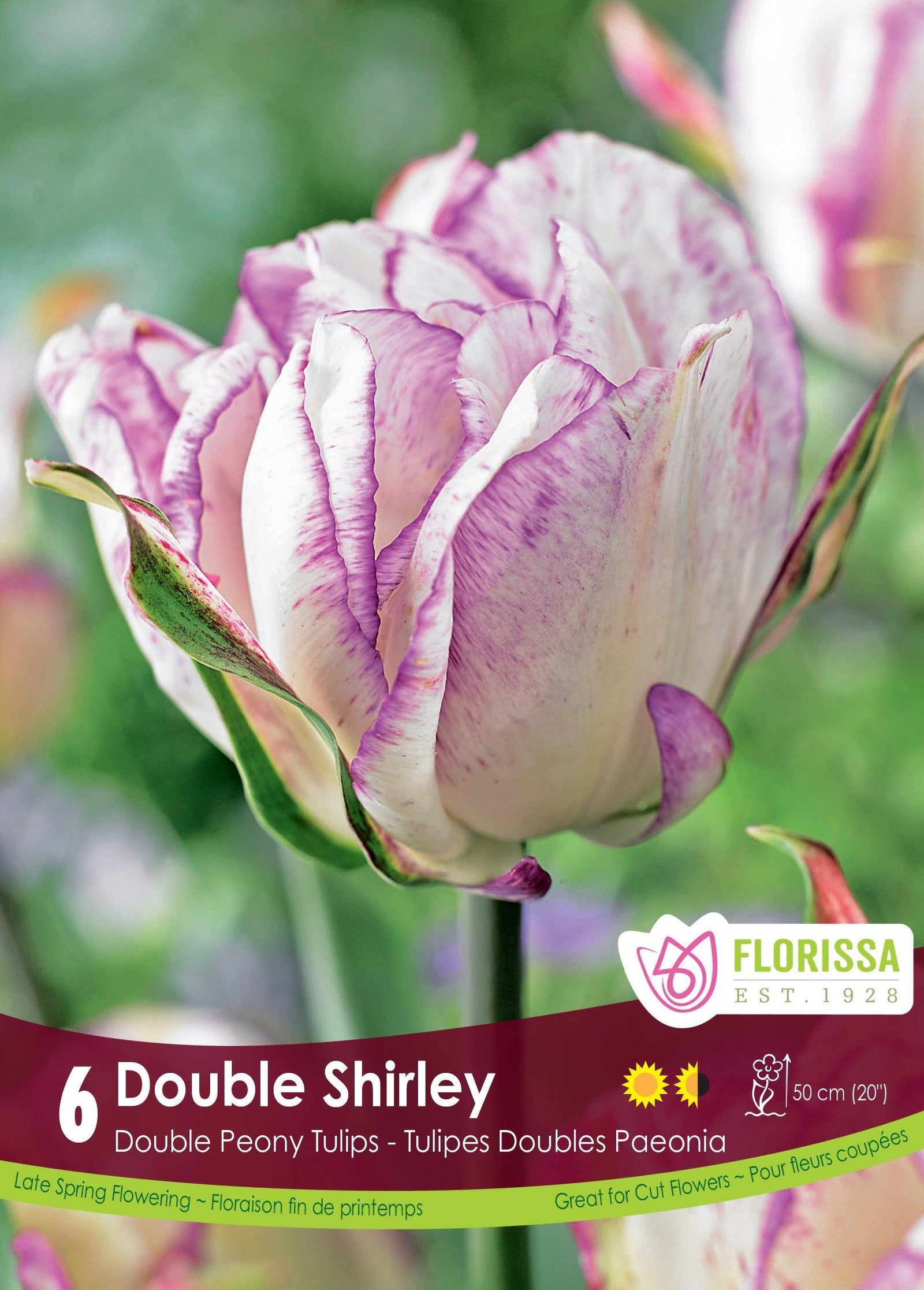 Tulip Double Shirley 6/Pkg