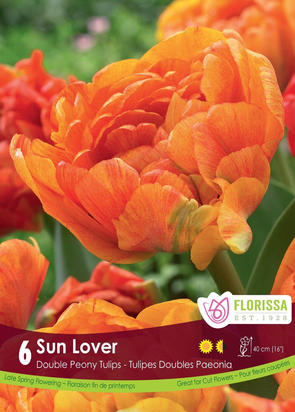 Tulip Sun Lover 6/Pkg