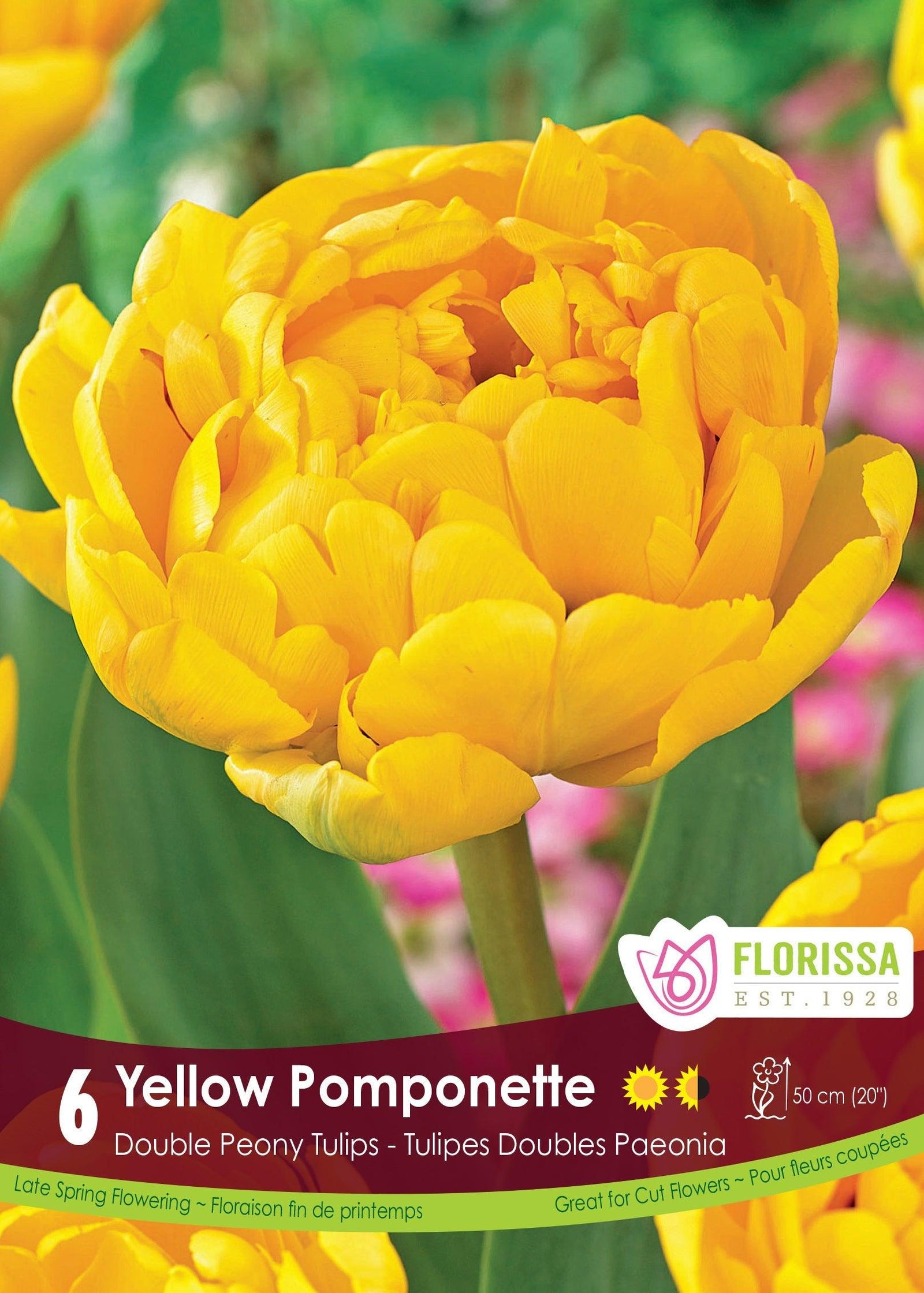 Tulip Yellow Pomponette 6/Pkg