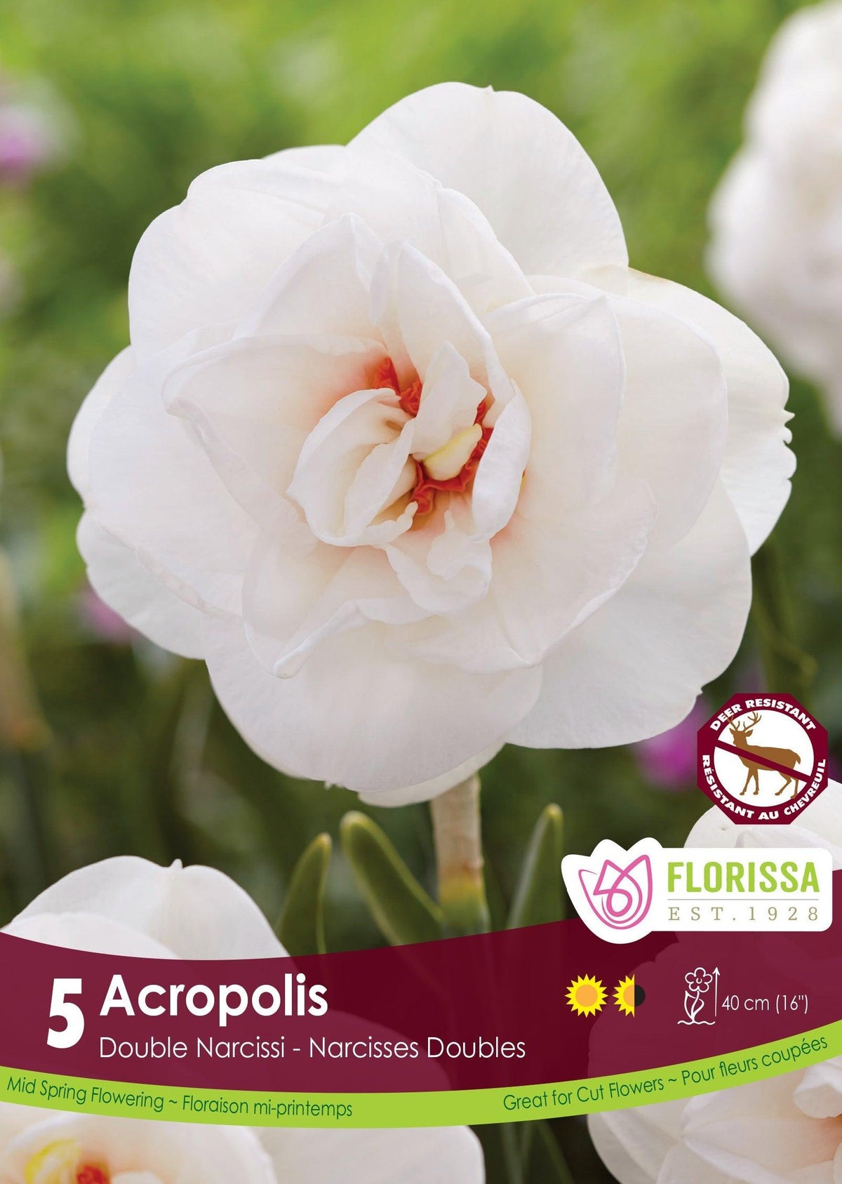 Narcissi Double Acropolis 5/Pkg