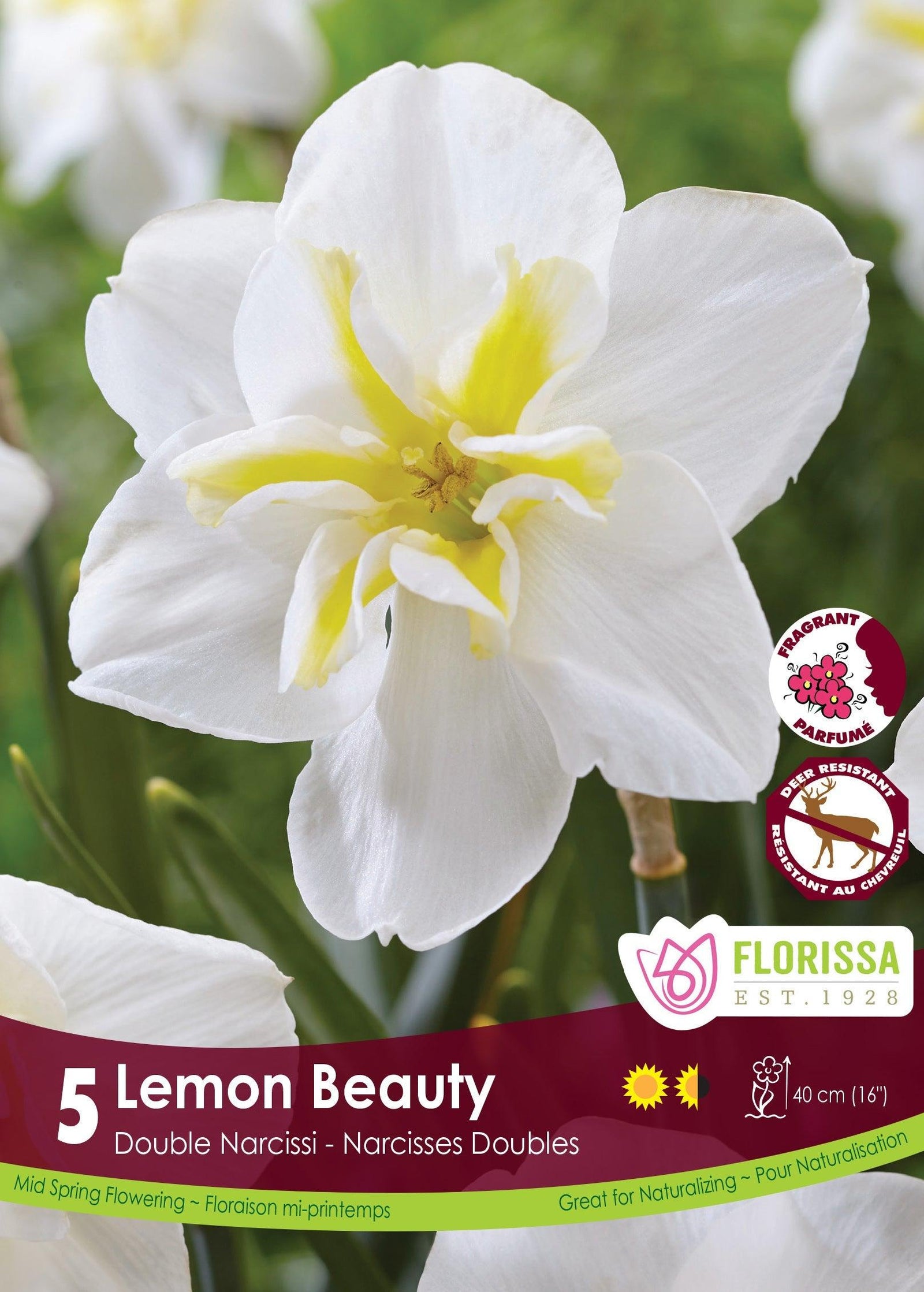 Narcissi Lemon Beauty 5/Pkg