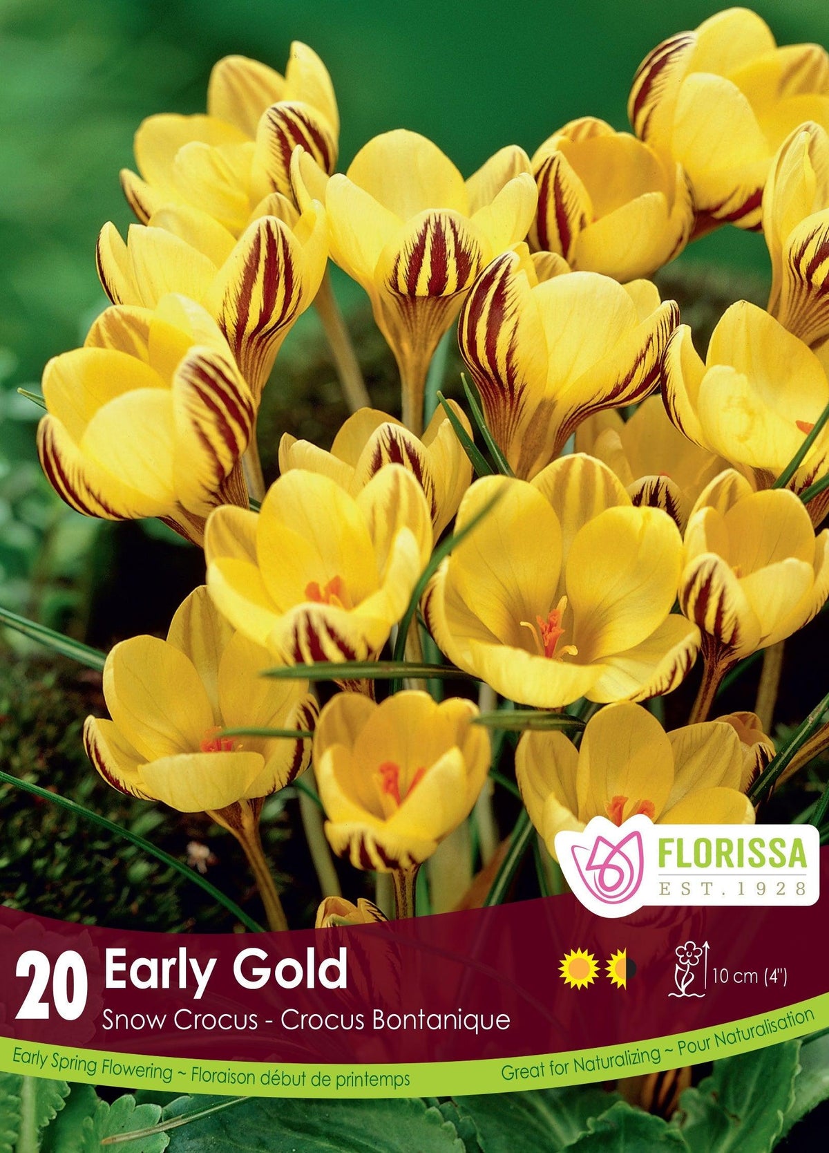 Crocus Early Gold 20/Pkg