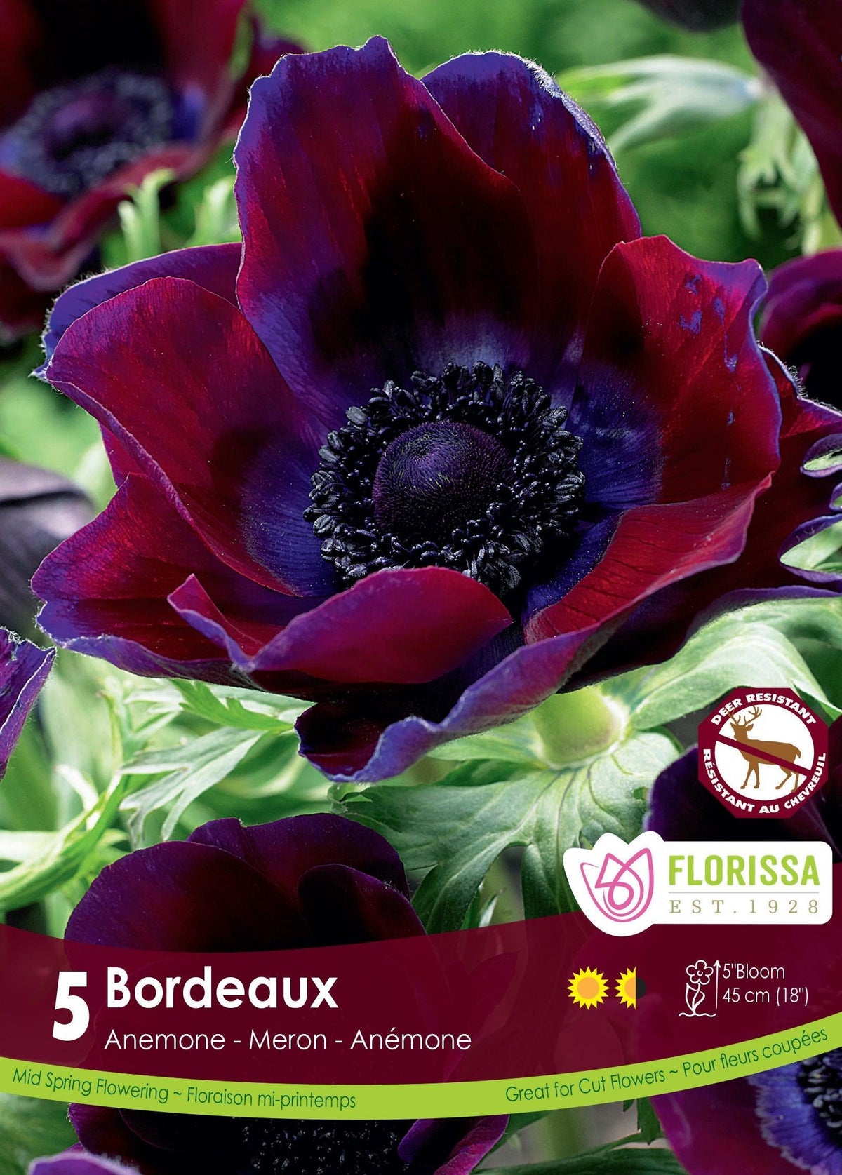 Anemone Bordeaux 5/Pkg