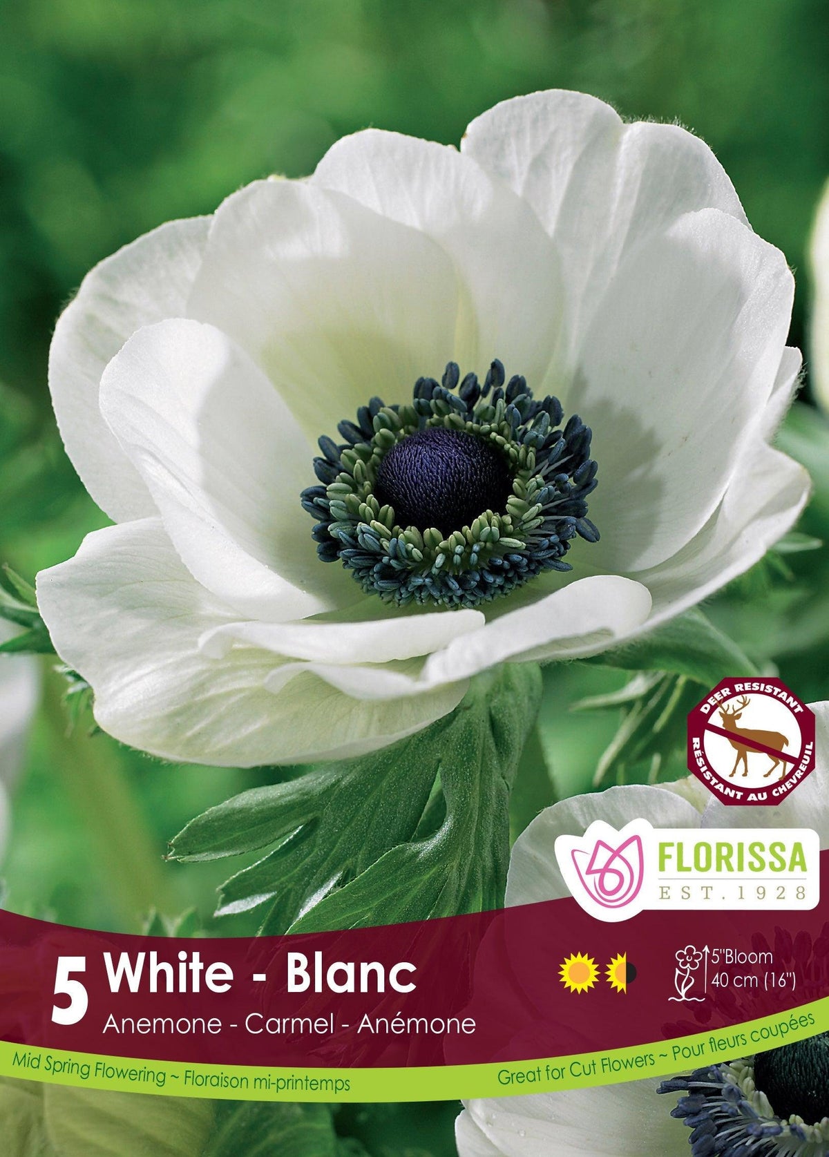 Anemone Carmel White 5/Pkg