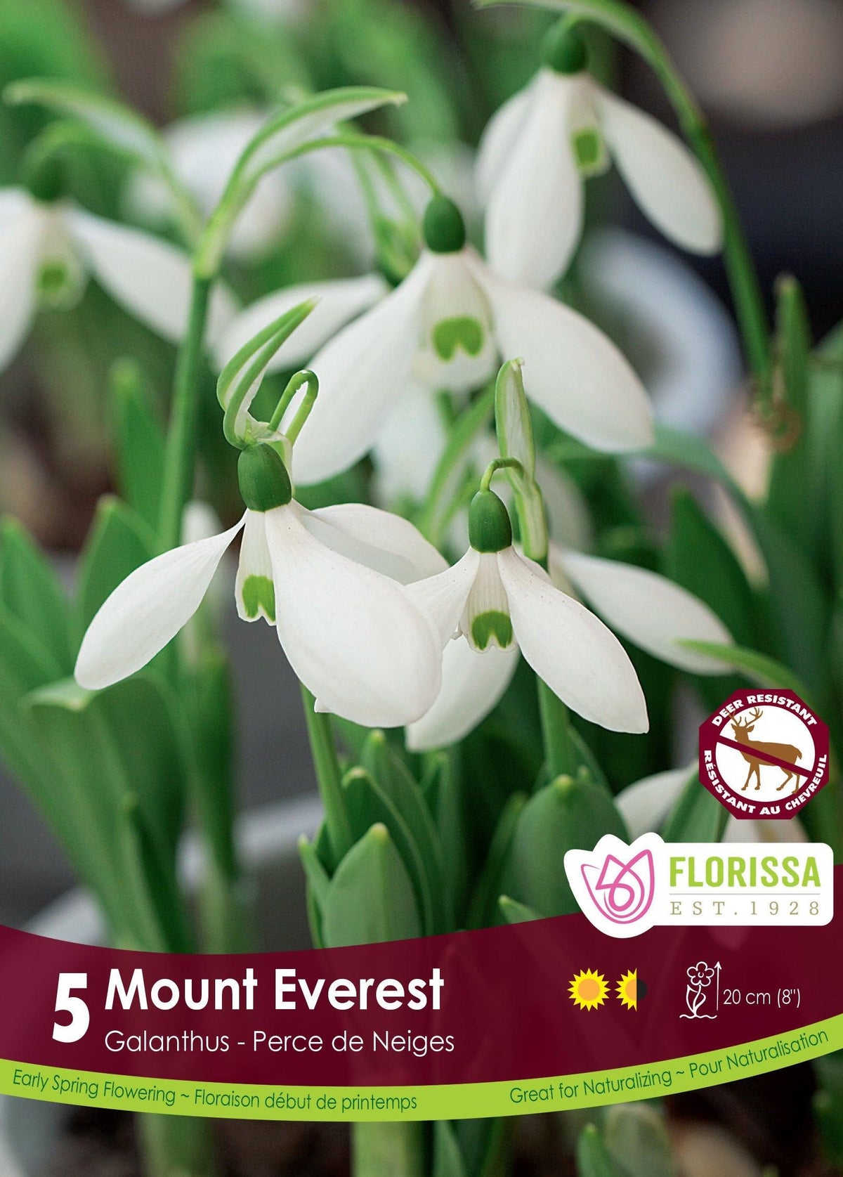 Galanthus Mount Everest 5/Pkg