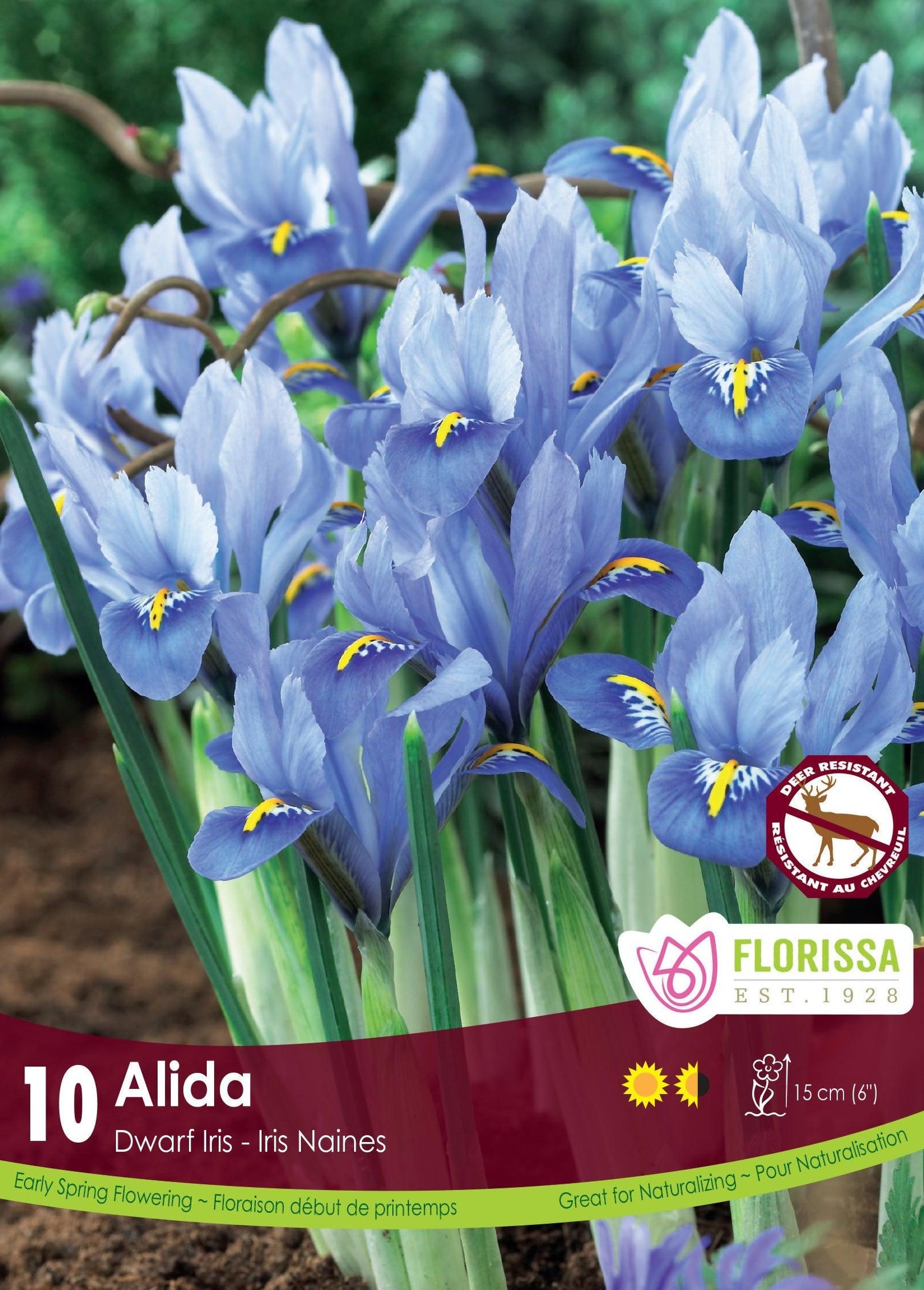 Iris Dwarf Alida 10/Pkg