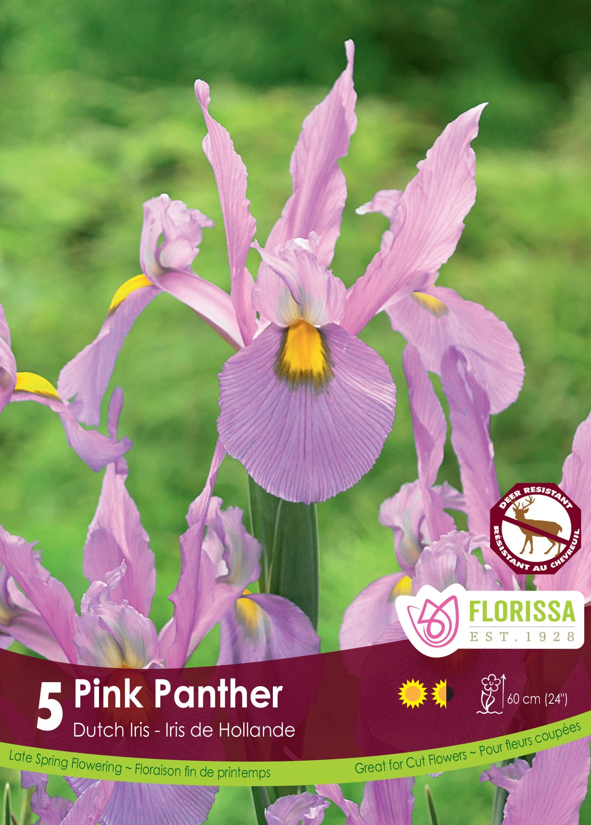 Iris Dutch Pink Panther