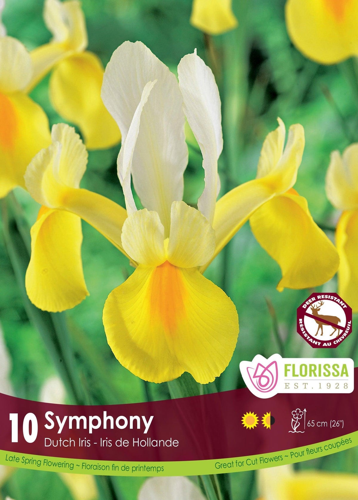 Iris Dutch Symphony 10/Pkg