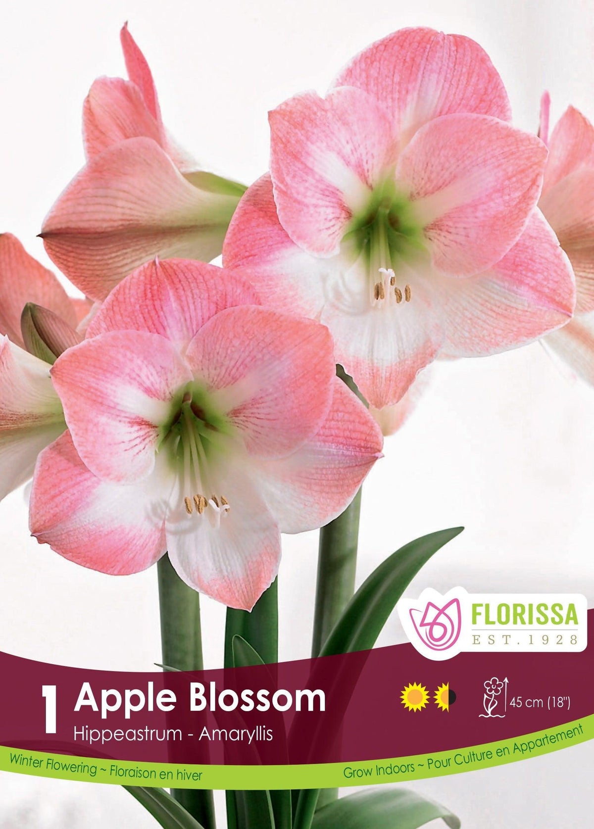Amaryllis Apple Blossom Bulb 26/28