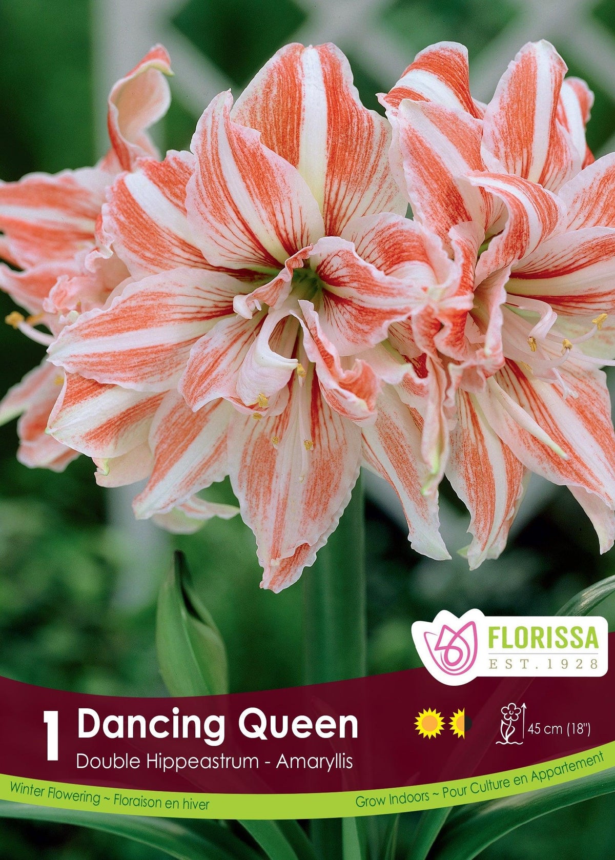 Amaryllis Double Bloom Dancing Queen 1/Pkg