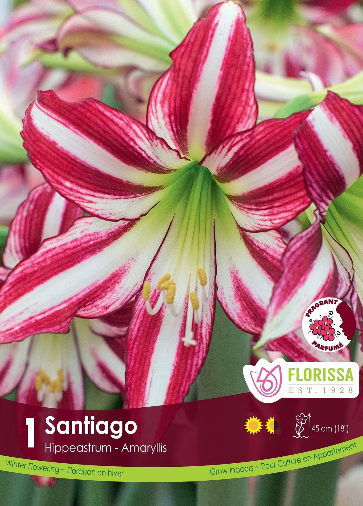 Amaryllis Santiago 1/Pkg