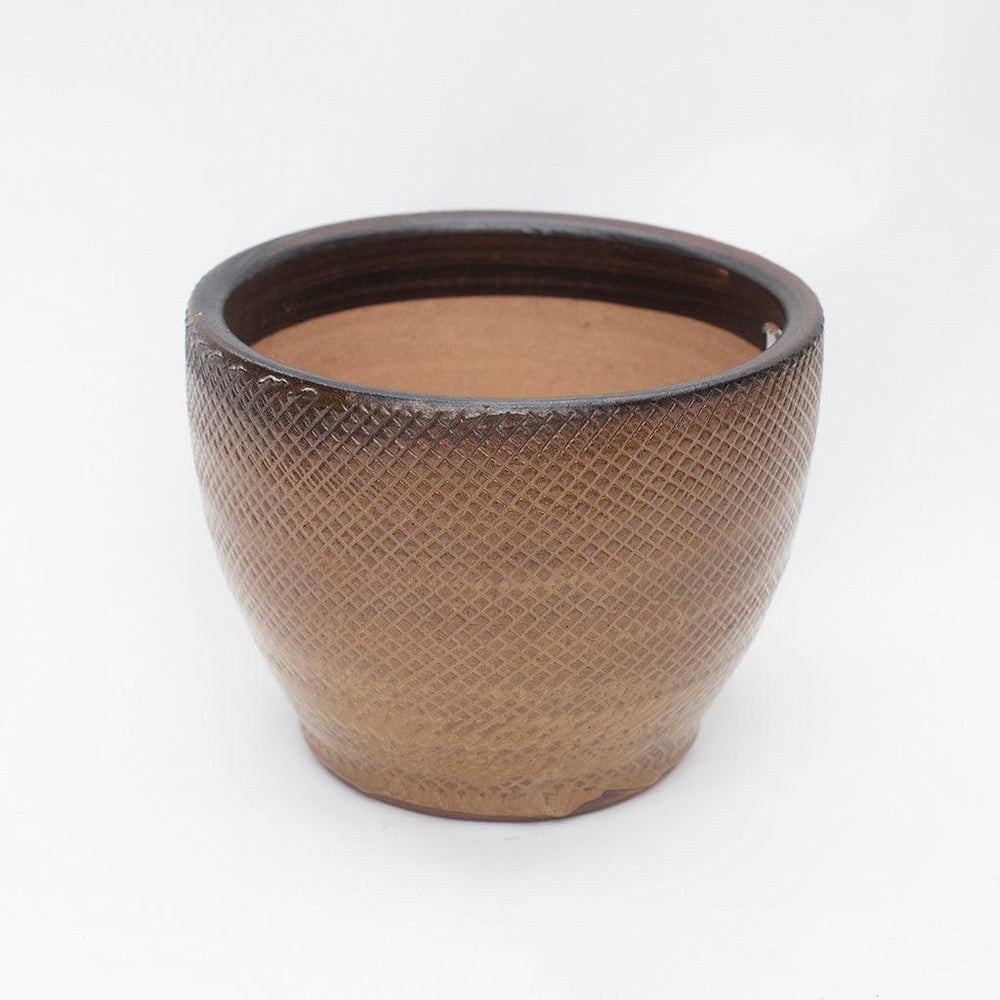 Cyber Collection Ceramic Pot - Sheridan Nurseries
