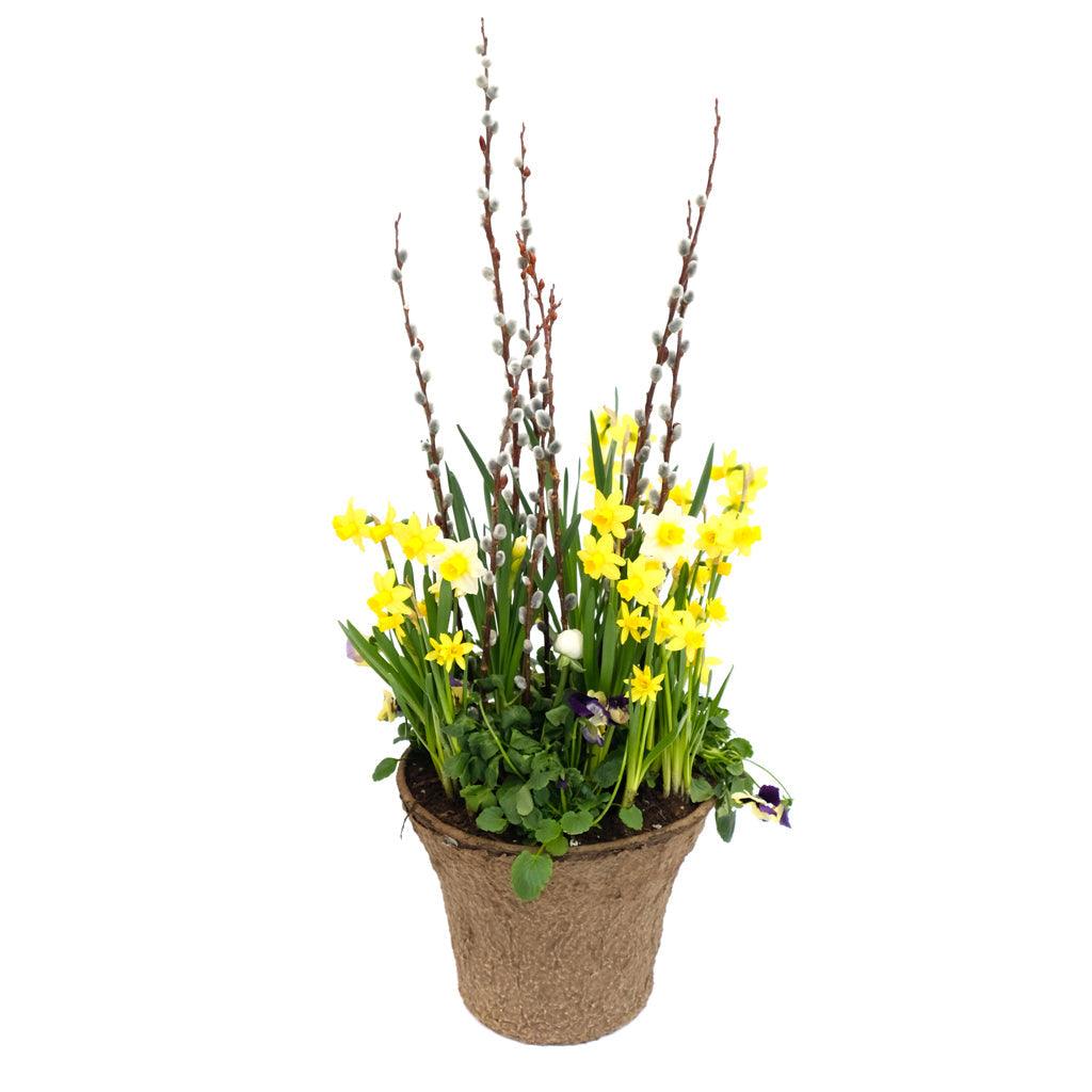 Daffodil Delight Planter