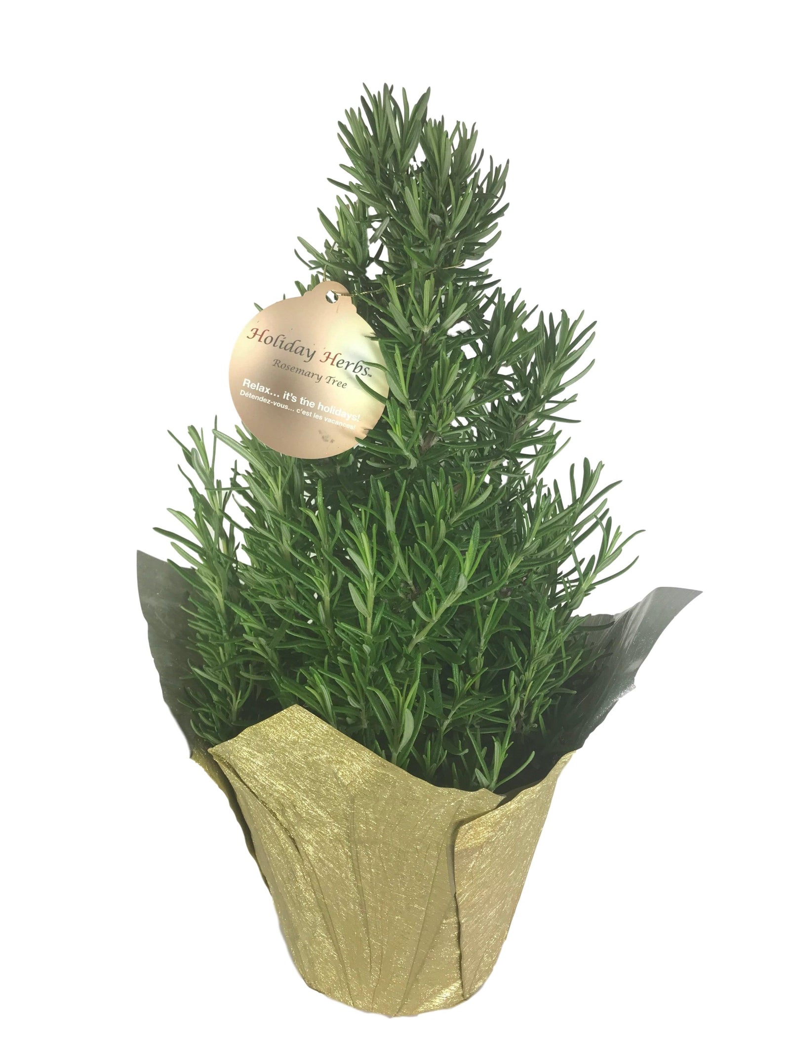 Rosemary Tree 6"