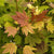 Pacific Fire Red Twig Vine Maple