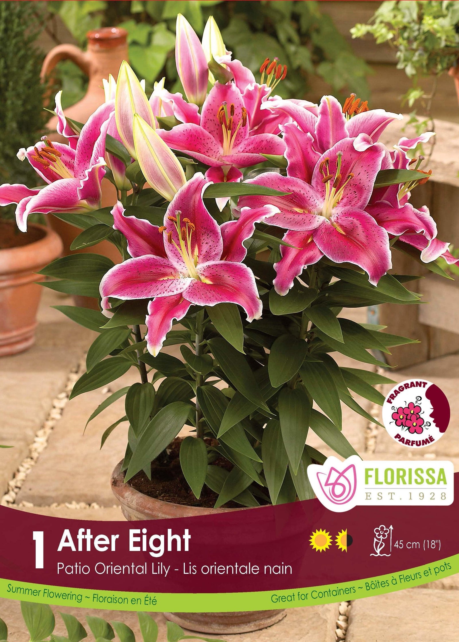 Patio Oriental Lily After Eight 1/PK