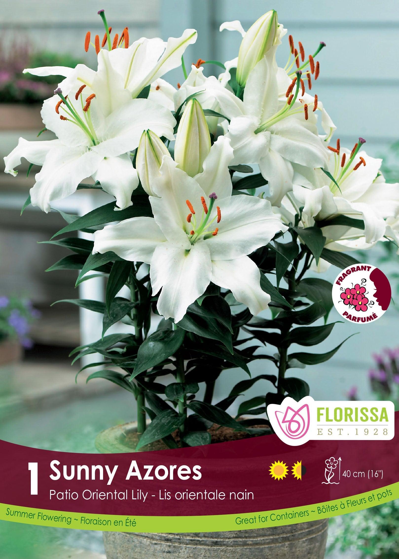 Patio Oriental Lily Sunny Azores 1/PK