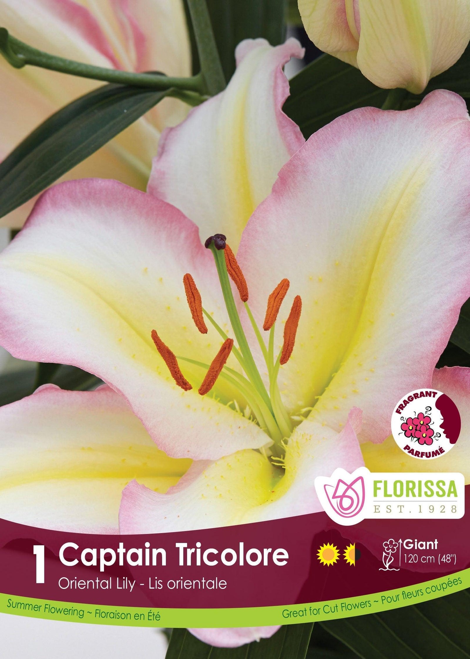 Oriental Lily Captain Tricolore 1/PK