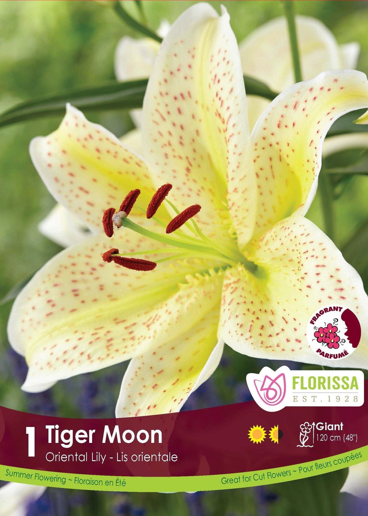 Oriental Lily Tiger Moon 1/PK