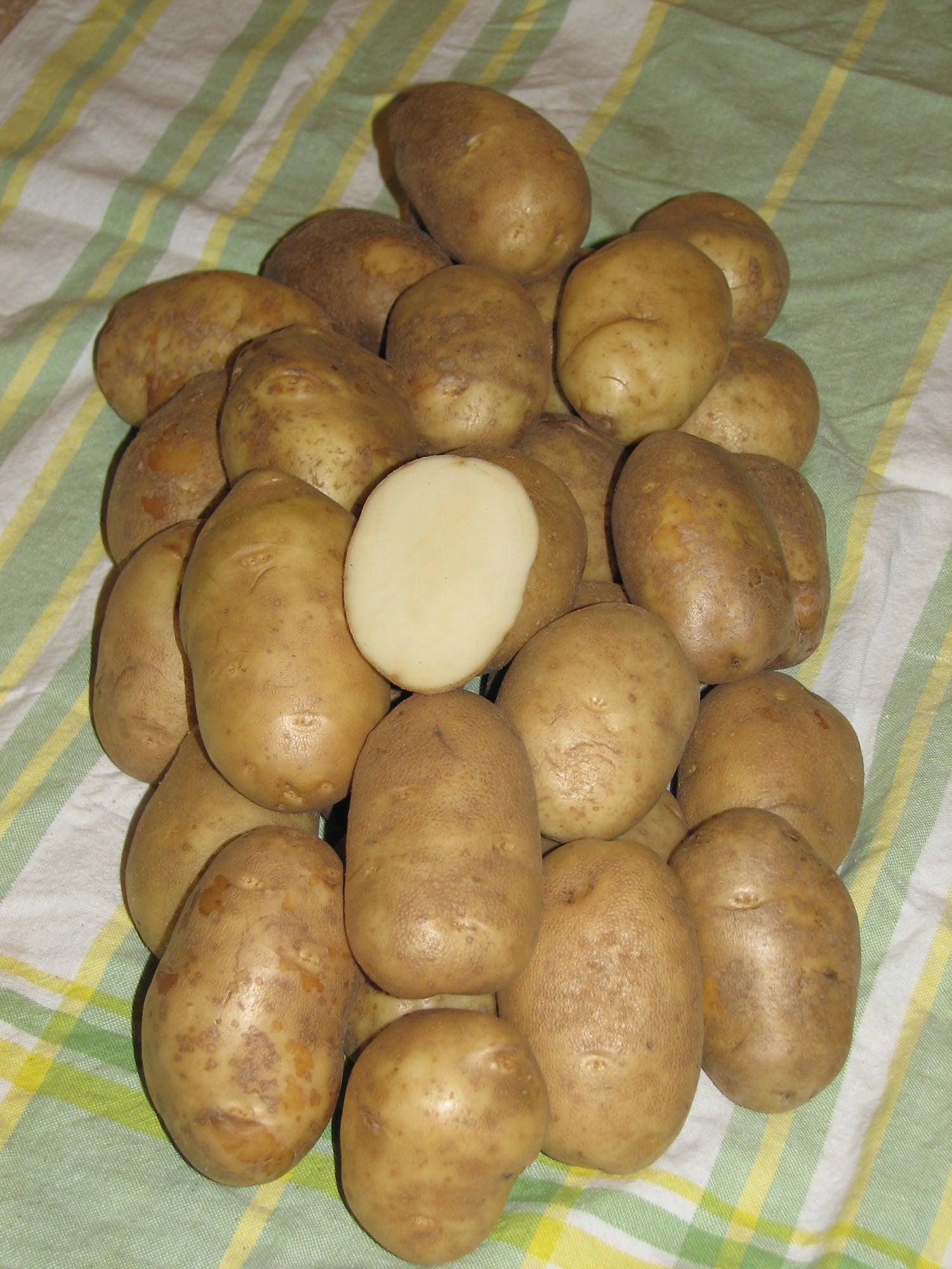 Potatoes Russet Pacific