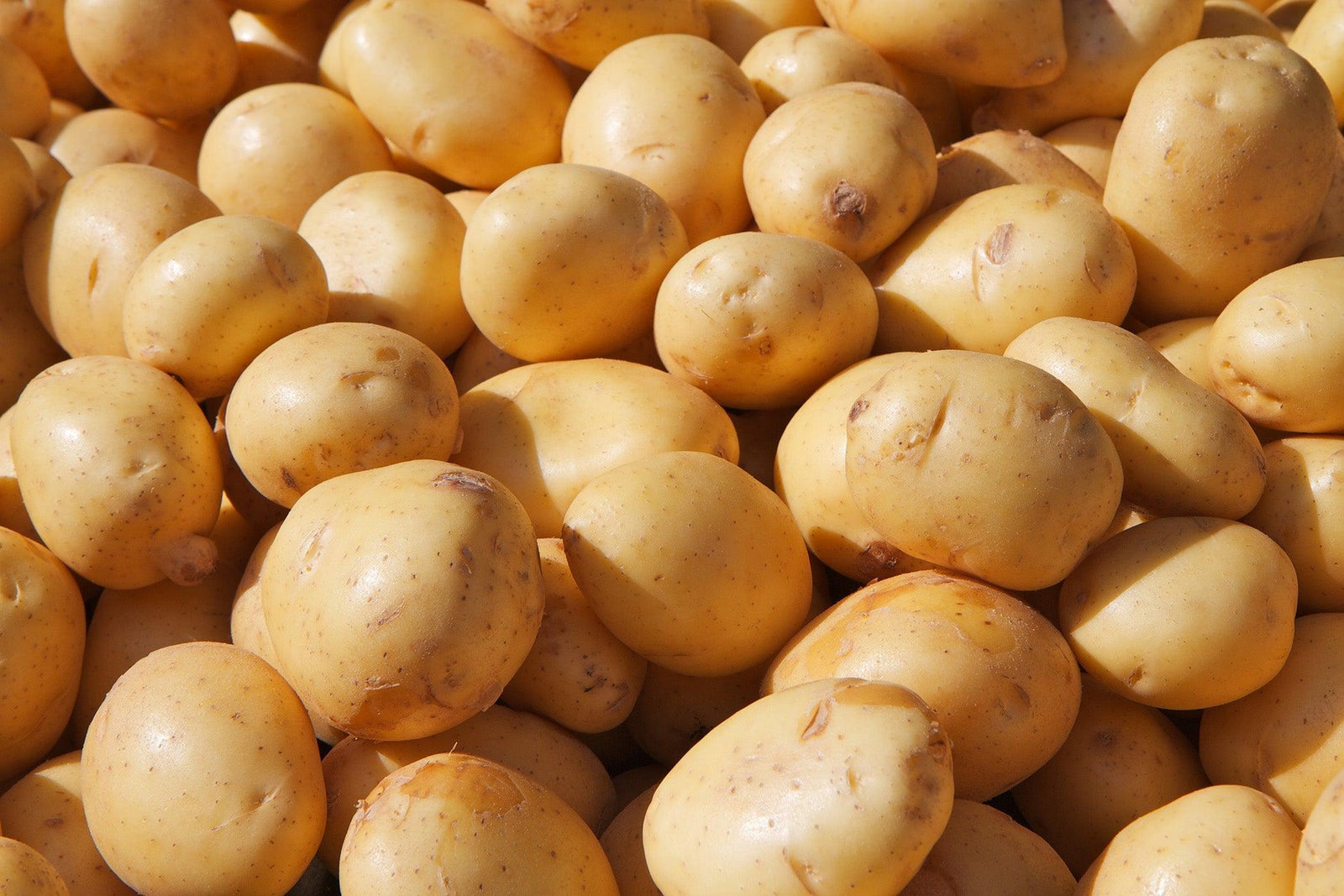 Potatoes Sieglinde