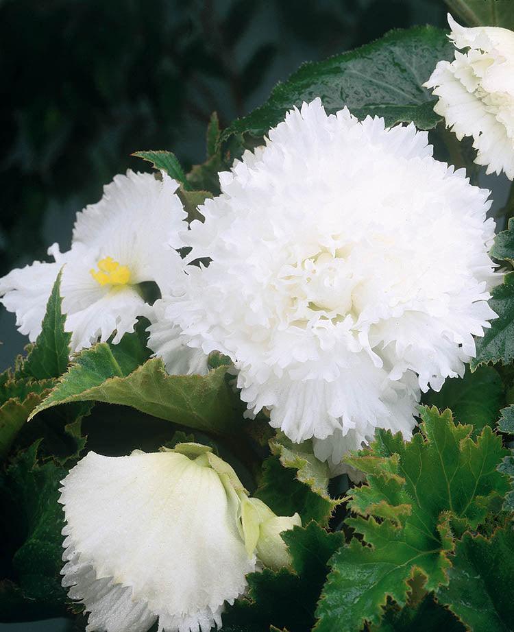 Begonia Bulb - Fimbriata White 6/up, 1/Pkg