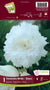 Begonia Bulb - Fimbriata White 6/up, 1/Pkg
