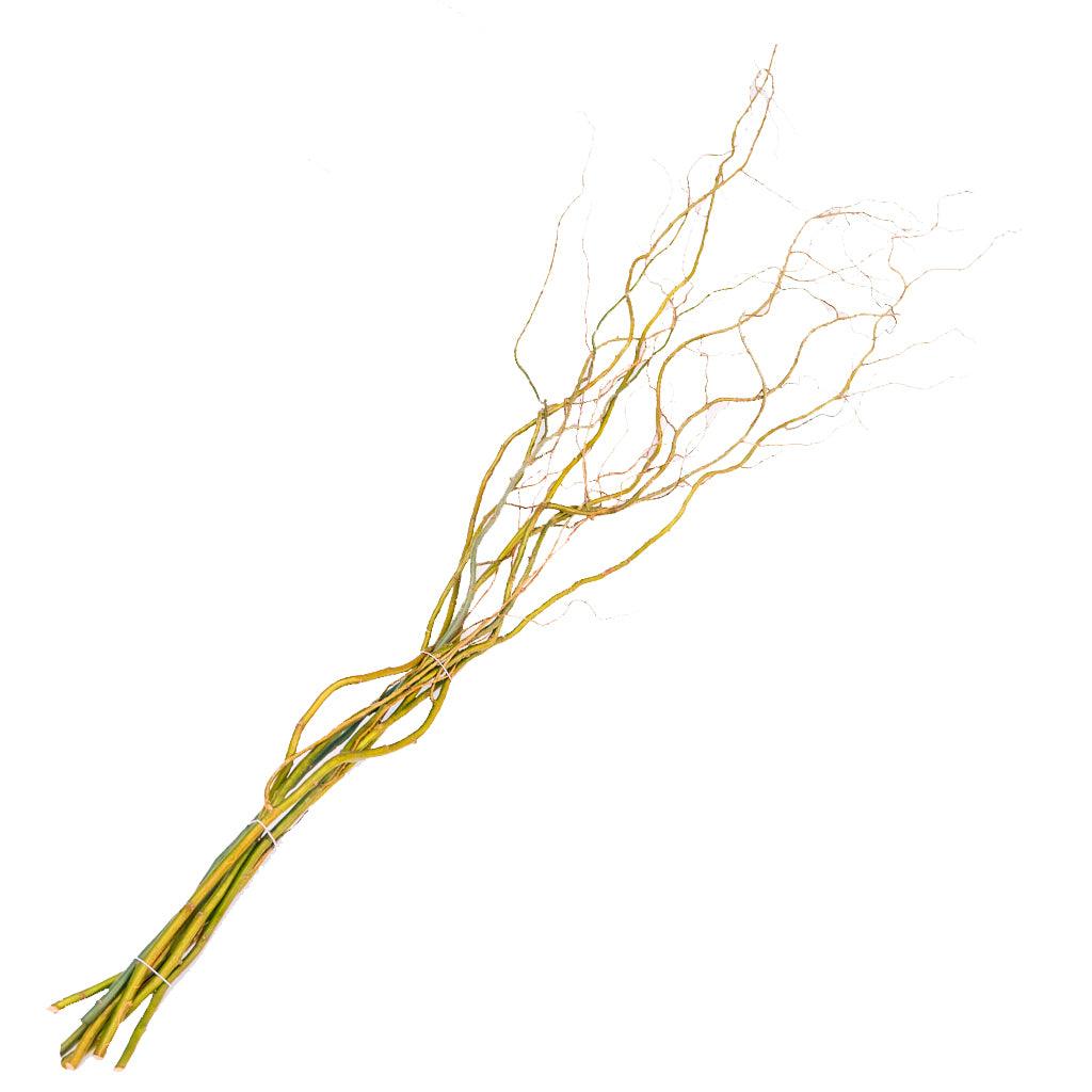 Enhance your outdoor holiday decorations with these festive and versatile Curly Willow branches, available in green, yellow, and red, and measuring 3-4 feet in length. With their graceful and intricate twists and turns, these branches are perfect for adding a touch of elegance and flair to your outdoor décor during the holiday season.