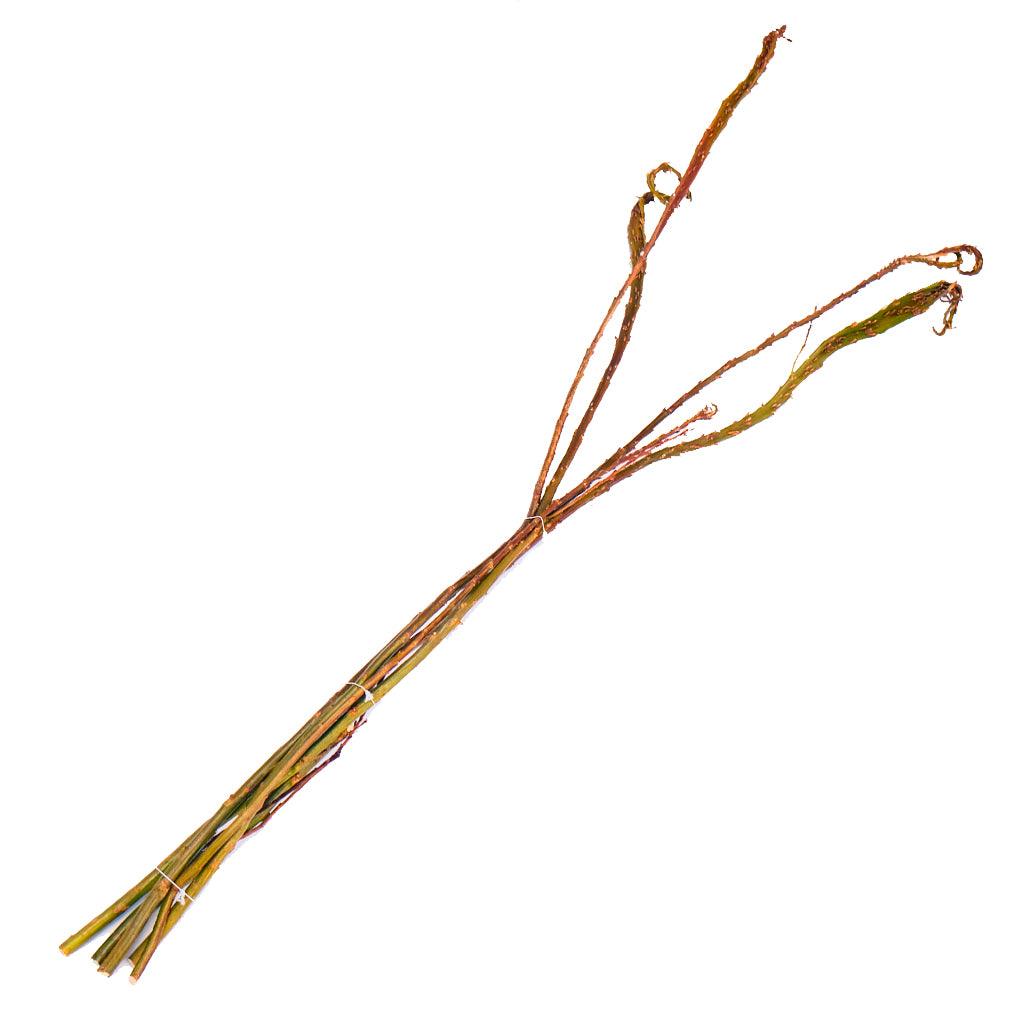 Add a unique touch to your outdoor décor with this Fantail branch. These branches, measuring 3-4 feet in length, are perfect for creating one-of-a-kind displays in your garden or yard during the holiday season. 