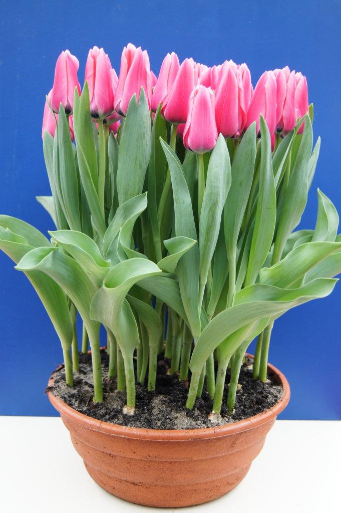 Potted Bulbs Tulip 6"