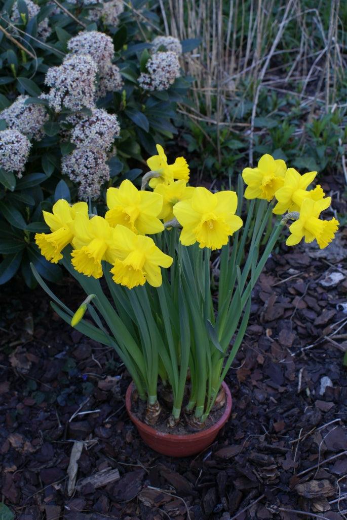 Potted Bulbs Daffodil 6"