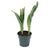 Potted Bulbs Tulip 4"