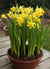 Potted Bulbs Daffodil 4"