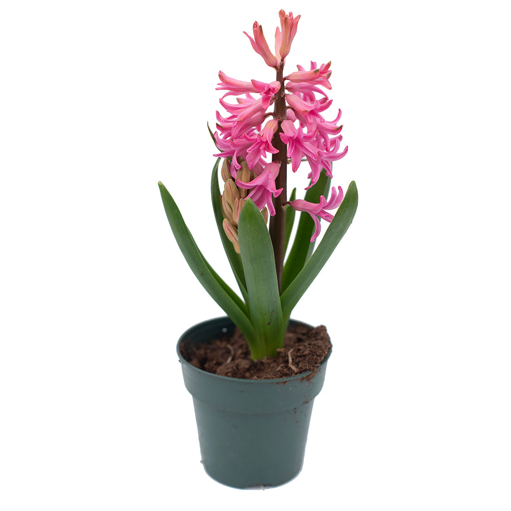 Potted Bulbs Hyacinth 4"